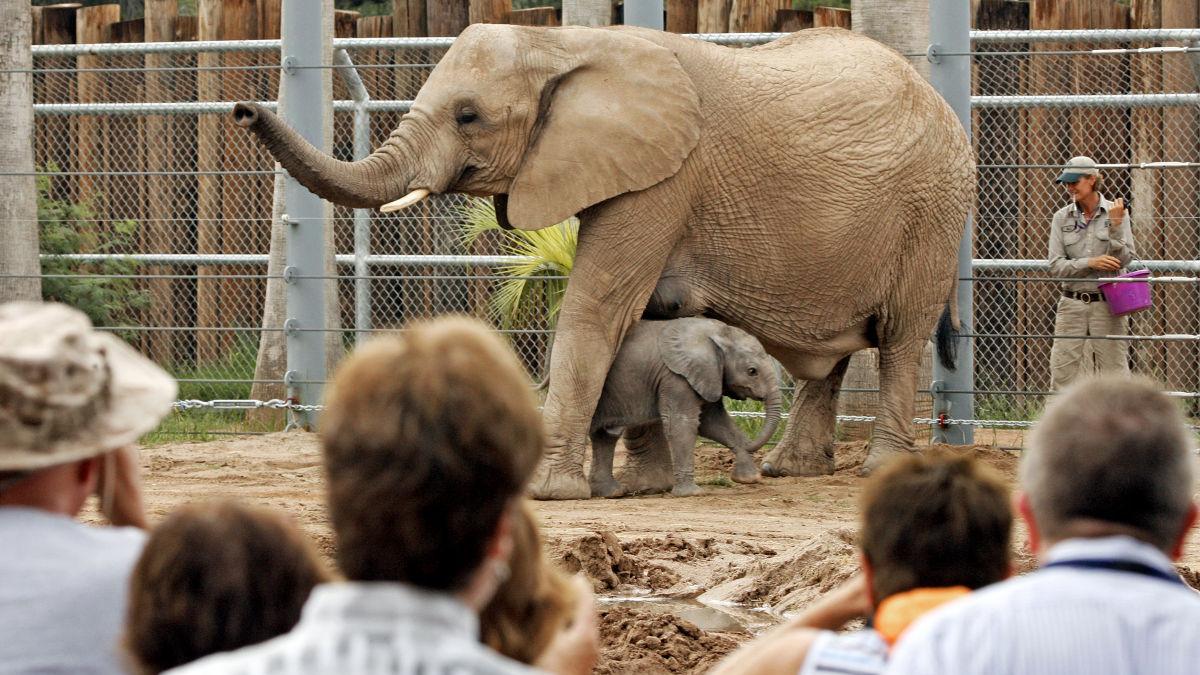 Feel like a kid at Reid Park Zoo